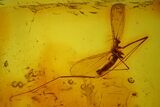 Two Fossil Flies, Two Mites and a Crane Fly in Baltic Amber #173632-2